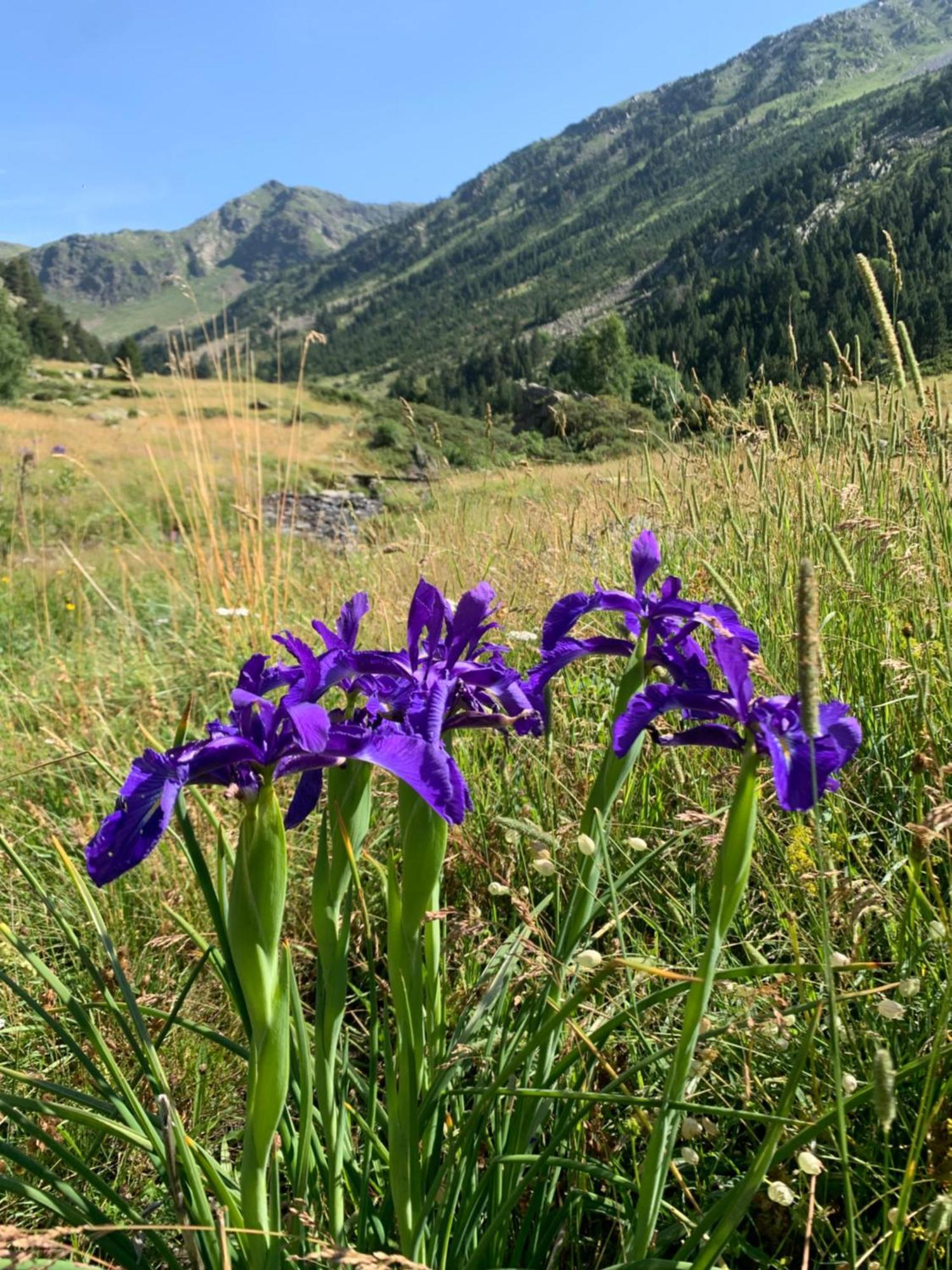 Appartement A Ordino Eksteriør bilde